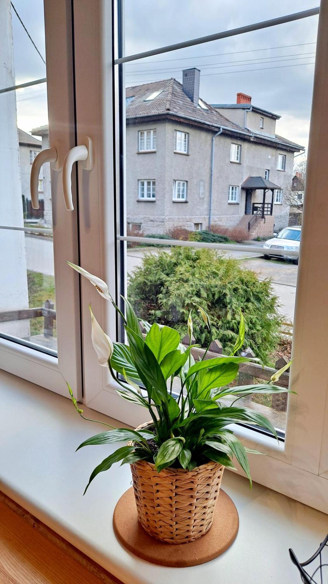 Apartament Dzika Roza Kowary Bagian luar foto